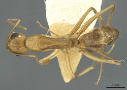 Camponotus nasutus fenestralis casent0911710 d 1 high.jpg