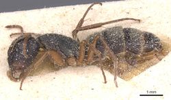 Camponotus orthodoxus casent0911846 p 1 high.jpg