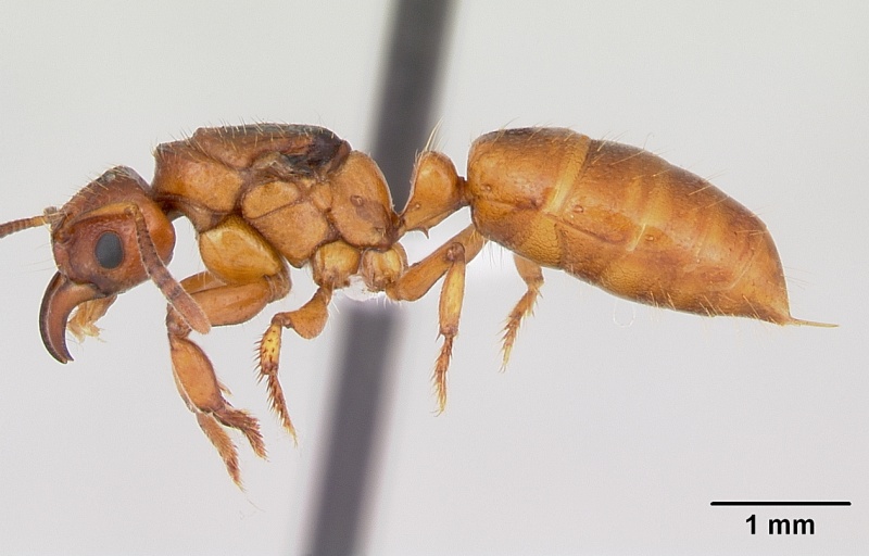 File:Centromyrmex angolensis casent0417149 profile 1.jpg