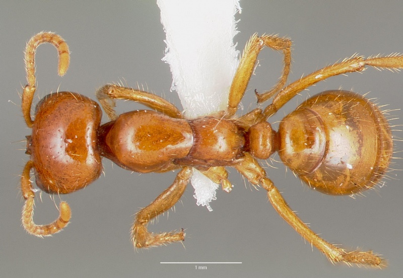 File:Cheliomyrmex morosus casent0003202 dorsal 1.jpg