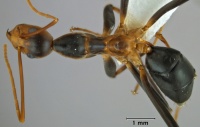 Leptomyrmex wiburdi top view