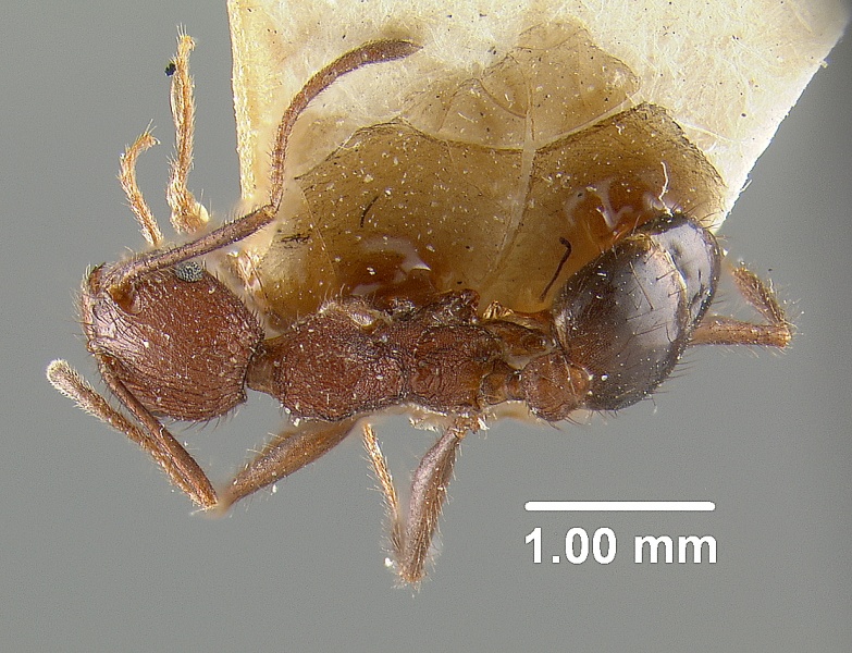 File:MCZ-ENT00031795 Pheidole fergusoni had.jpg