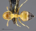 MCZ ENT Crematogaster MCZ sp5 had 5x.jpg