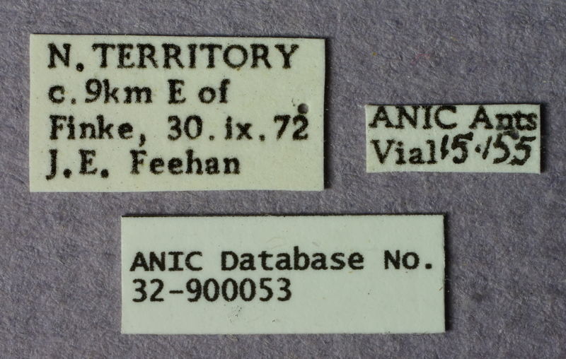 File:Melophorus quadratus minor labels ANIC32-900053.JPG