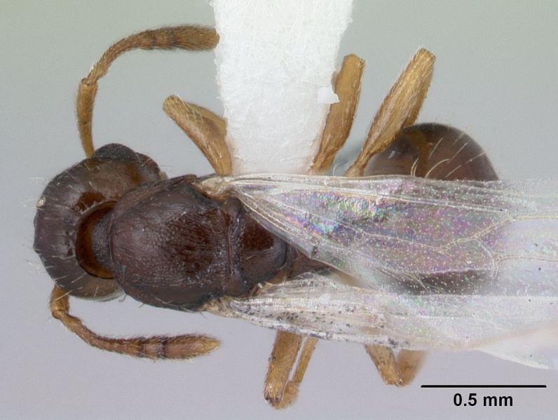 File:Myrmoxenus gordiagini casent0178551 d 1 high.jpg