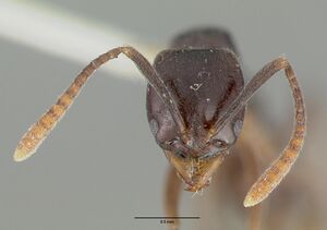 Pachycondyla croceicornis castype06966 head 1.jpg