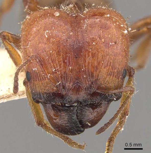 File:Pheidole hartmeyeri casent0908041 h 1 high.jpg