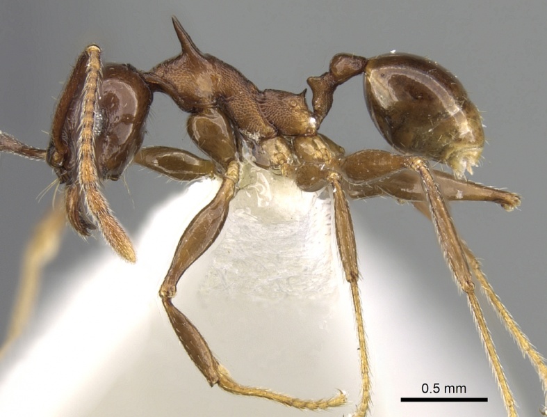 File:Pheidole quadricuspis casent0281629 p 1 high.jpg