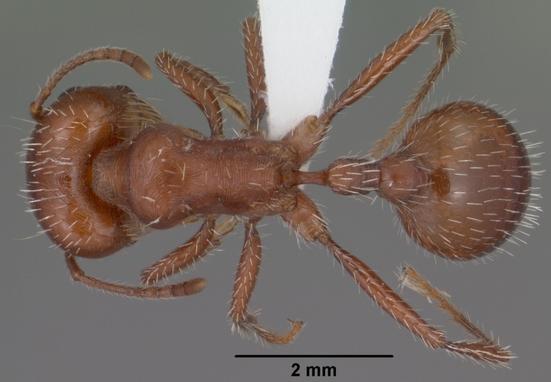 File:Pogonomyrmex desertorum casent0000258 dorsal 1.jpg