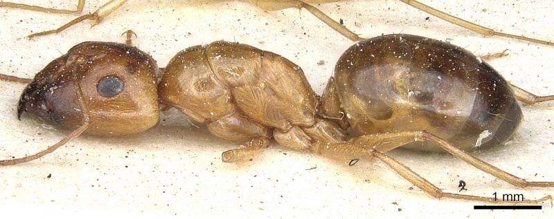 File:Camponotus crepusculi casent0903491 p 1 high.jpg