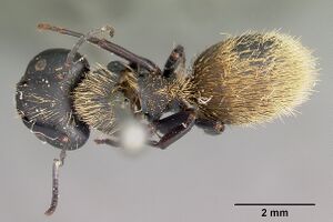 Camponotus darwinii casent0104626 dorsal 1.jpg