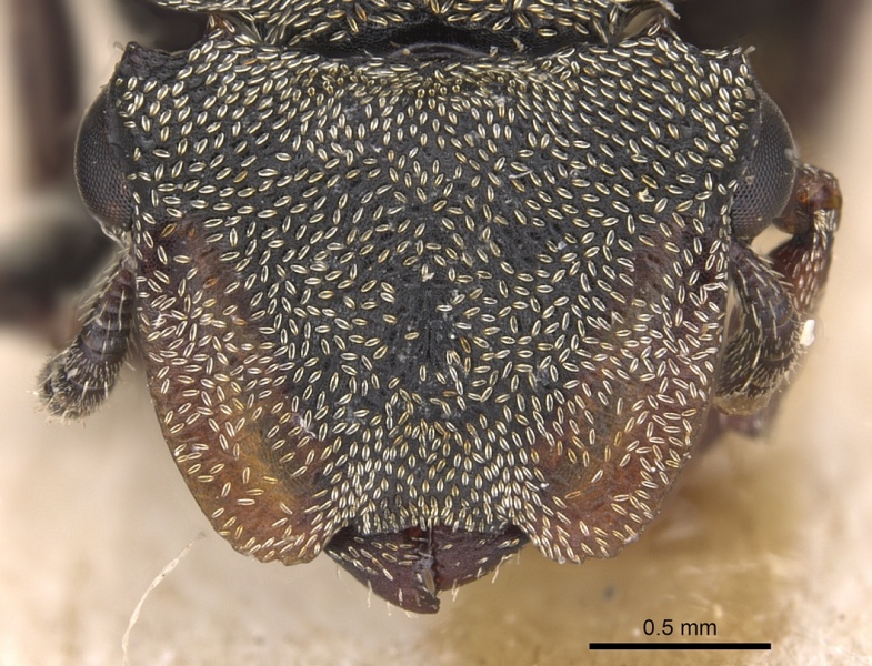 File:Cephalotes cristatus H casent0904908.jpg