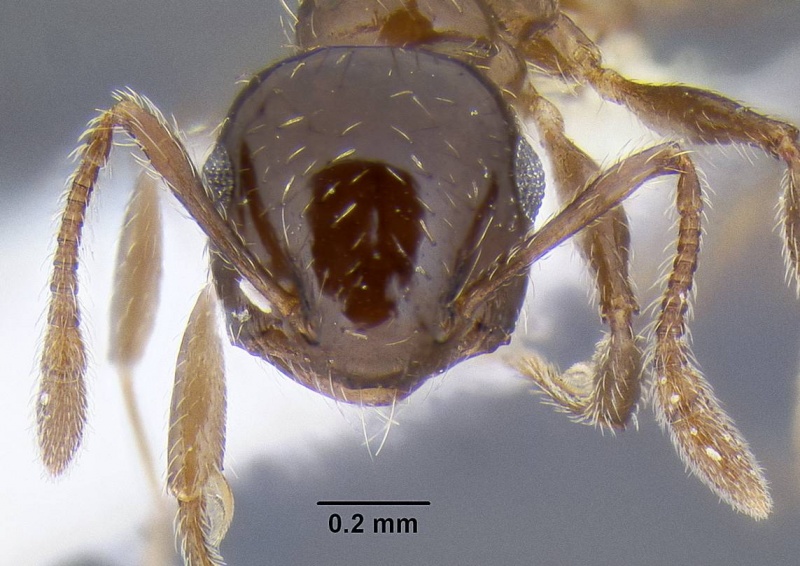 File:Crematogaster sordidula casent0106292 h 1 high.jpg