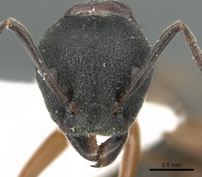 File:Dolichoderus kinabaluensis casent0902965 h 1 high.jpg