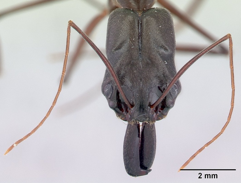 File:Odontomachus chelifer casent0178692 head 1.jpg