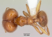 Pheidole spadonia casent0104752 dorsal 1.jpg