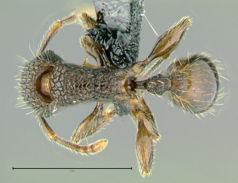 File:Tetramorium-pacificumD3.2x.jpg