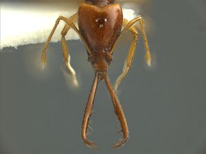 Acanthognathus-teledectusQH.jpg