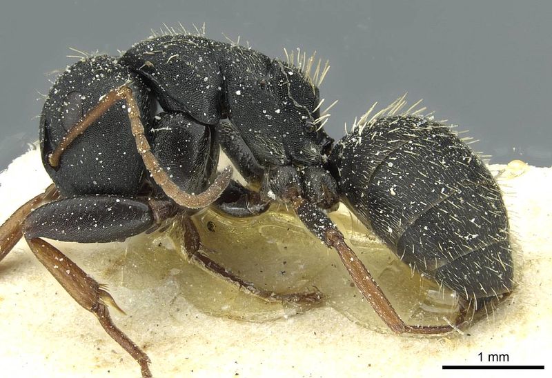 File:Camponotus braunsi candidus casent0911716 p 1 high.jpg