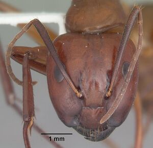 Camponotus castaneus casent0103653 head 1.jpg