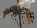 Mcz-ent00668684 Pogonomyrmex rugosus queen hal.jpg