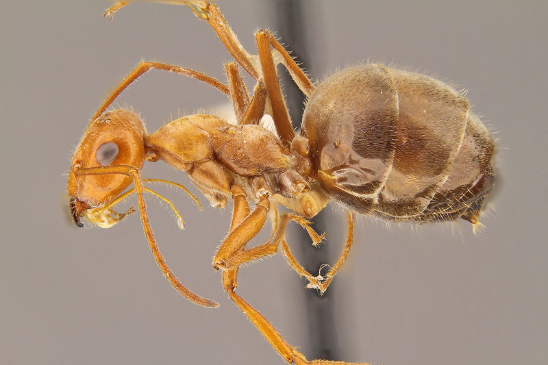 File:Myrmecocystus flaviceps hal1-6.jpg