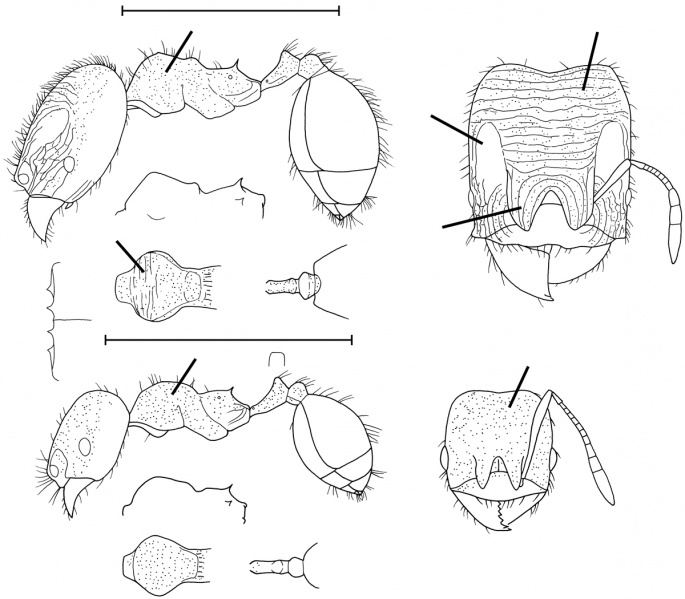 File:Pheidole transversostriata Wilson 2003.jpg