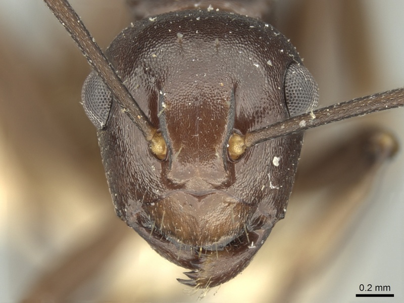 File:Polyrhachis textor casent0906581 h 1 high.jpg