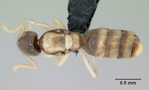 Tapinoma melanocephalum casent0444732 dorsal 1.jpg