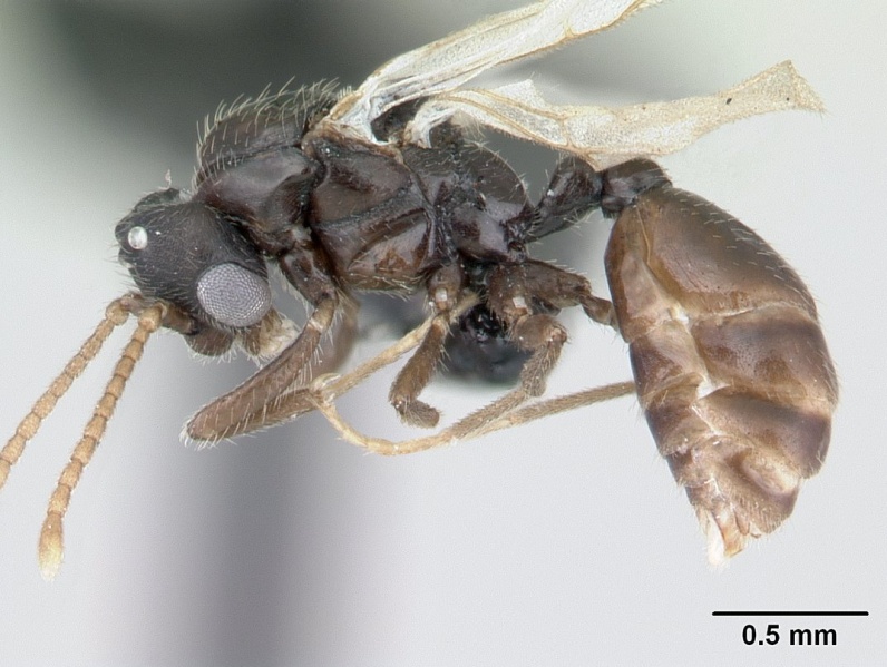 File:Tropidomyrmex elianae casent0189192 profile 1.jpg