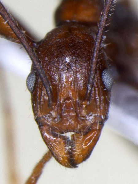 File:Aphaenogaster baogong head (www.niaes.affrc.go.jp).jpg