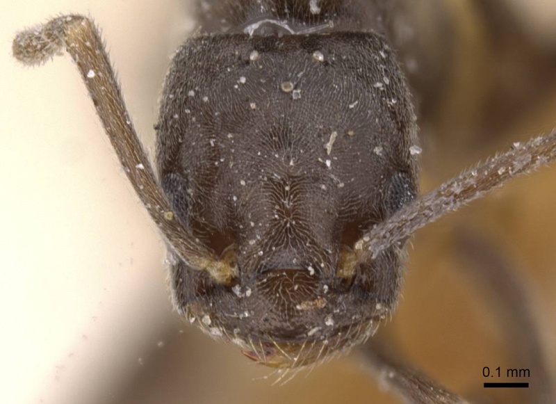 File:Bothriomyrmex emarginatus casent0911479 h 1 high.jpg