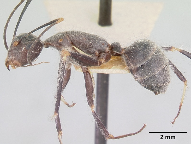 File:Camponotus batesii casent0101366 profile 1.jpg