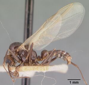 Camponotus gibber casent0101536 profile 2.jpg