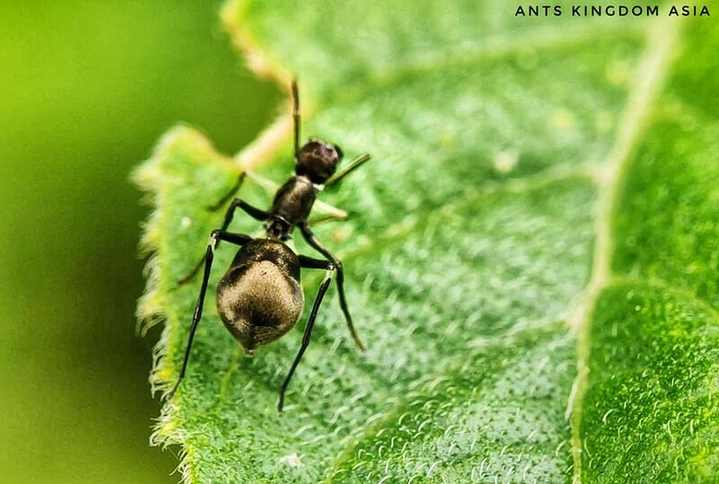 File:Camponotus parius spider mimic 1. Ants Kingdom Asia.jpg