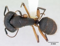 Camponotus renggeri casent0173440 dorsal 1.jpg