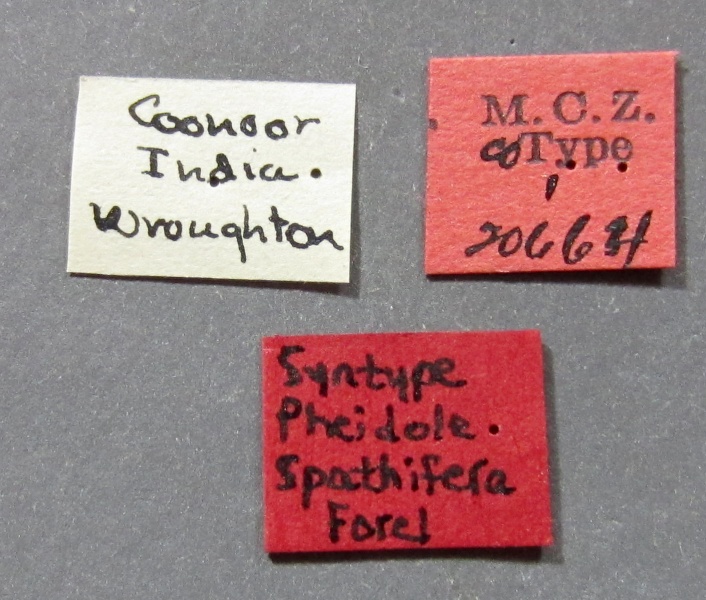 File:MCZ-ENT00020664 Pheidole spathifera lbsa.jpg