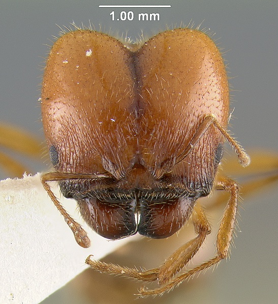 File:MCZ-ENT00020719 Pheidole militicida hef.jpg