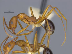 MCZ-ENT00028232 Aphaenogaster boulderensis subsp smithi hal.jpg