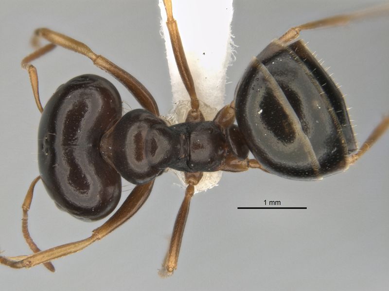 File:Melophorus chauliodon major top ANIC32-900189.jpg