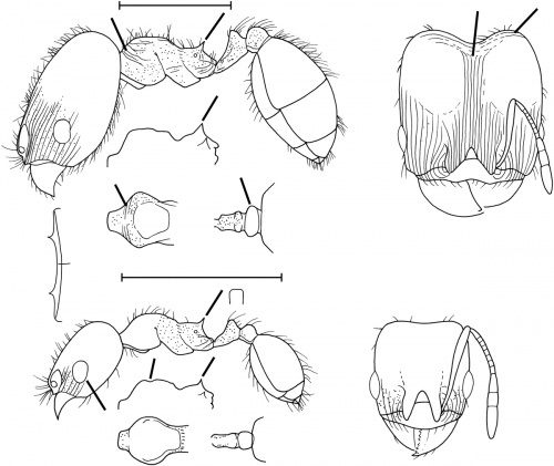 Pheidole rugulosa Wilson 2003.jpg