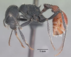 Pogonomyrmex mendozanus casent0102692 p 1 high.jpg