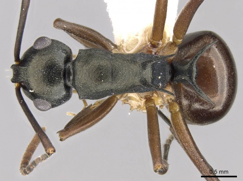 File:Polyrhachis laevigata casent0906769 d 1 high.jpg