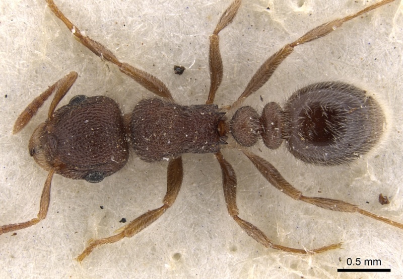 File:Tetramorium baufra casent0901134 d 1 high.jpg