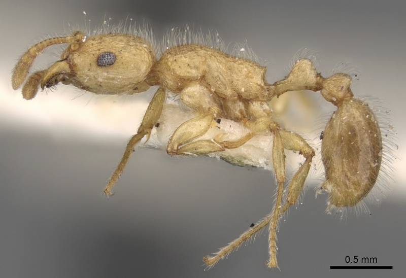 File:Tetramorium meressei casent0280922 p 1 high.jpg