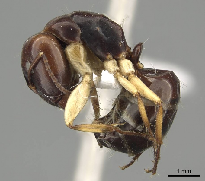 File:Camponotus christmasensis casent0915748 p 1 high.jpg