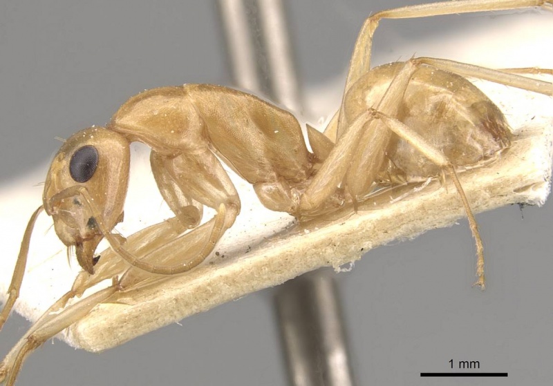 File:Camponotus cuneiscapus casent0910577 p 1 high.jpg