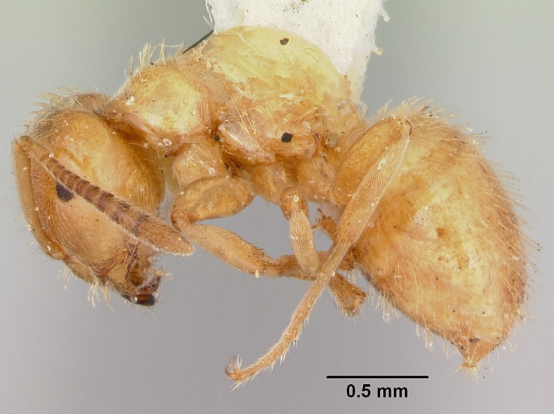 File:Lasius plumopilosus casent0105575 profile 1.jpg