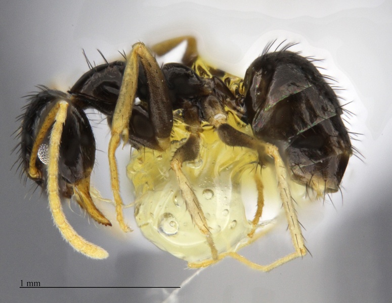 File:MCZ-ENT00512199 Nylanderia sp1 hal.jpg