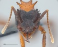 MCZ ENT Trachymyrmex jamaicensis 01 hef 5x.jpg